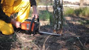 Tree and Shrub Care in Coalinga, CA